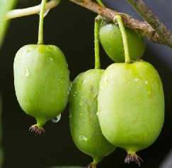 Aktinidija 'Isaai'