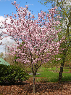 Sakura Kanzan