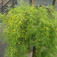Paprastoji Karagana