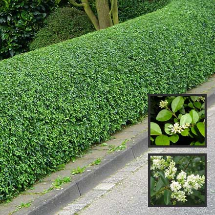 Paprastasis ligustras
