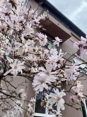 Magnolija žvaigždinė 'ROYAL STAR' (30-65 Eur) - Image 3