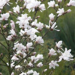 Magnolija žvaigždinė 'ROYAL STAR' (30-65 Eur) - Image 2