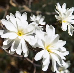 Magnolija žvaigždinė 'ROYAL STAR' (30-65 Eur)