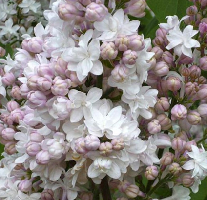 Alyvos Maskovskaja krasavica