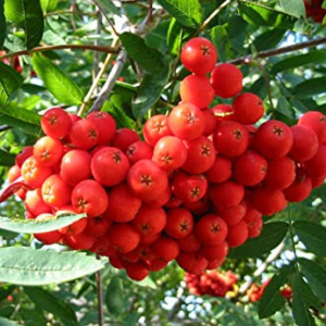 Šermukšniai "Moravica"