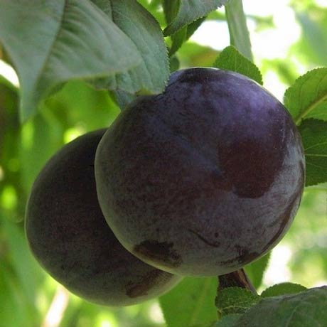 Slyvos abrikoso hibridas Plumcot (IŠPARDUOTA)