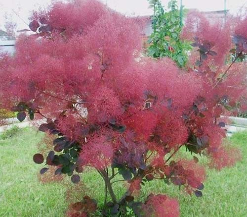 Pūkenis 'Royal purple' (10-25 Eur)