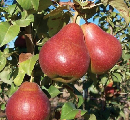 Kriaušė Red Favorit