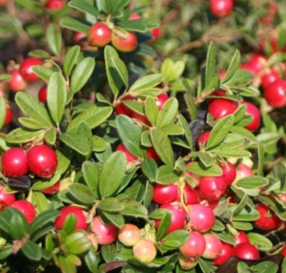 Bruknė Red pearl
