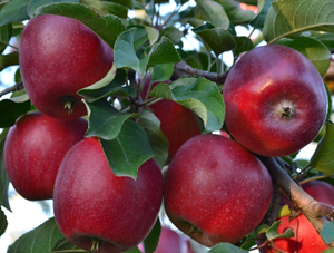 Obelis Red Princ