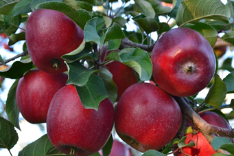 Obelis Red Princ