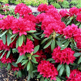 Rododendras Nova zembla