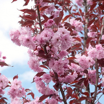 Raudonlapė sakura Royal Burgundy