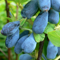 Sausmedis Aurora