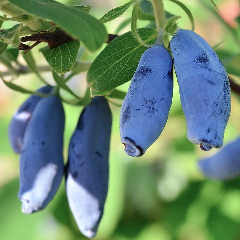 Sausmedis Indigo Gem