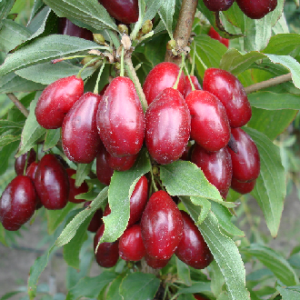 Geltonžienė sedula (15-35 Eur)