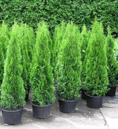 Tuja 'Smaragd' (5-12 Eur)