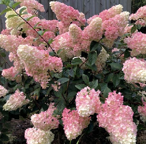 Šluotelinė hortenzija ‘SUNDAE FRAISE' (15-30 Eur)