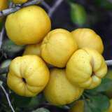 Svarainis Golden calif