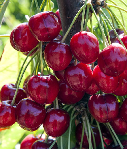 Trešnė Sweetheart (savidulkė)