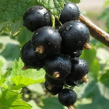 Serbentas Tiben