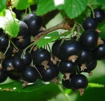 Serbentas Titanija