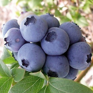 Šilauogė Toro (10 - 15Eur)
