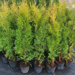 Tuja 'BRABANT'