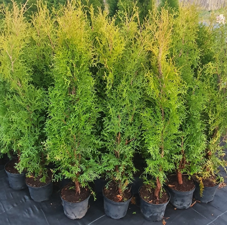 Tuja 'BRABANT'