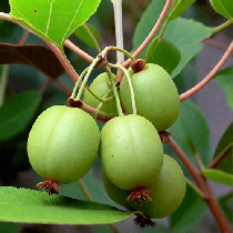Aktinidija 'Vitikiwi'